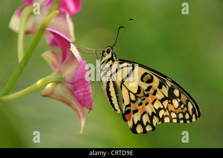 Kalk-Schmetterling (Papilio Demoleus) auf lila Blumen Stockfoto