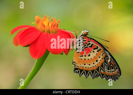 Leopard Florfliege Schmetterling (Cethosia Cyane) auf eine rote Blume Stockfoto