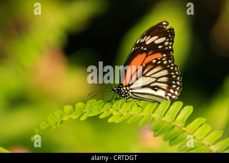 Schwarz geädert Tiger Schmetterling (Danaus Melanippus) auf ein Farn Stockfoto