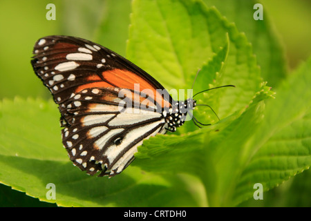 Schwarz geädert Tiger Schmetterling (Danaus Melanippus) auf einem grünen Blatt Stockfoto