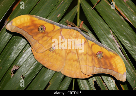 Seide Moth (Antheraea Frithi) auf grünen Blättern Stockfoto