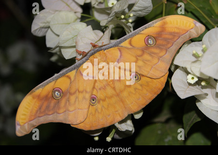 Seide Moth (Antheraea Frithi) auf weißen Blüten Stockfoto