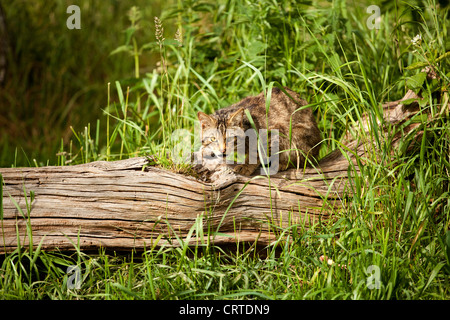 Schottische Wildkatze Stockfoto