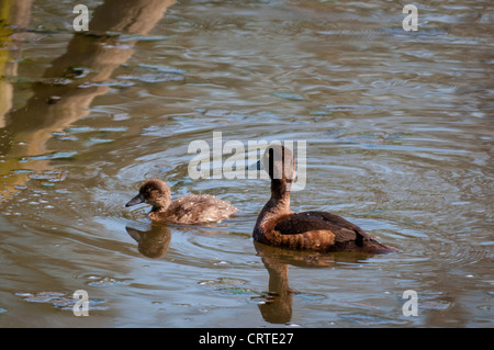 Weibliche Reiherenten (Aythya Fuligula) mit Küken Stockfoto