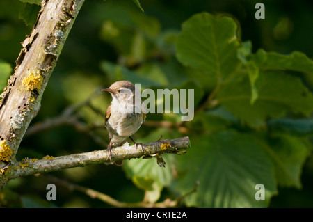 Eurasische Rohrsänger (Acrocephalus Scirpaceus) Stockfoto