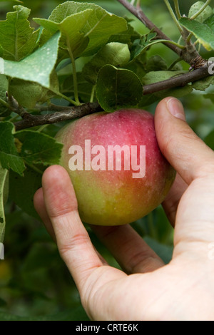 Mann, die Kommissionierung eines Apfels in einem Obstgarten in der Nähe von Montreal, Quebec Stockfoto