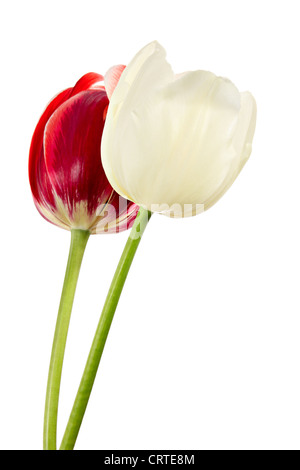 Blumen auf weißem Hintergrund. Rote und weiße Tulpe Stockfoto