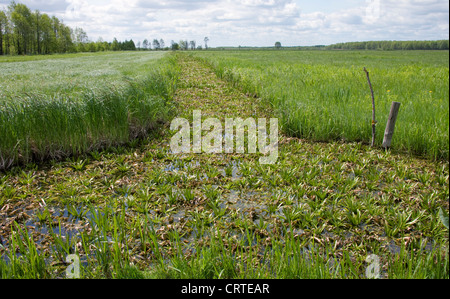 Ein Deich gefüllt mit Wasser Soldat (Stratiotes Aloides) eine schwimmende mehrjährige Pflanze zu entwickeln. Biebrzanski Nationalpark, Polen. Stockfoto