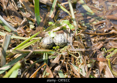 Nest und Eiern von weiß-winged schwarz-Seeschwalbe (Chlidonias Leucopterus) Stockfoto