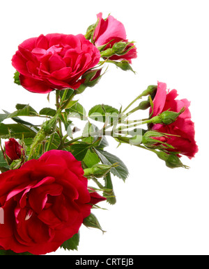 Blüten der roten Rambler rose auf weißem Hintergrund Stockfoto