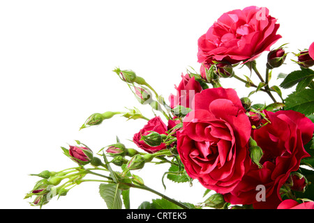 Blumen des Kletterns stieg auf weißem Hintergrund Stockfoto