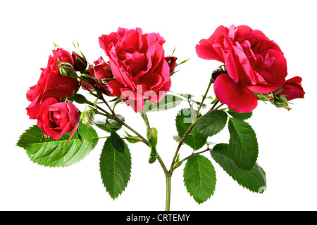 Blumen. Spray des Kletterns stieg auf weißem Hintergrund Stockfoto