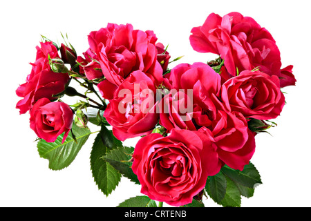 Blumen. Kletterrose auf weißem Hintergrund Stockfoto