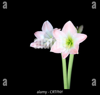 weiße Amaryllis auf dem schwarzen Hintergrund (Amaryllis Belladonna L.) Stockfoto