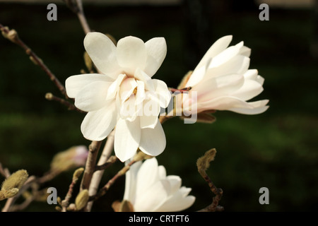 Weiße Magnolien blühen im Sommer auf einem grünen Hintergrund (Magnolie Virginiana) Stockfoto