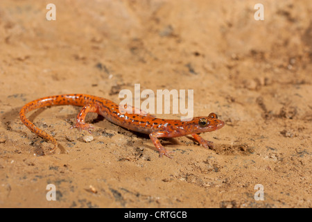 Eine Höhle Salamander (Eurycea Lucifuga) im Lebensraum.  Dieser Salamander verbringen ihr Leben in der Twilight-Zonen der Höhlen. Stockfoto