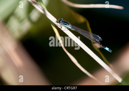 Gemeinsamen Bluetail Damselfly (Ischnura Heterosticta) ruht auf einem Rasen-Stiel. Stockfoto