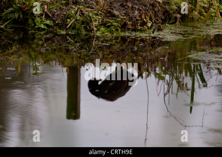 Eurasische Blässhuhn (Fulica Atra) Reflexion Stockfoto