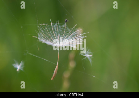 Löwenzahn (Taraxacum) Saatgut Kopf Stockfoto