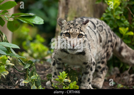 Eine seltene Nebelparder Stockfoto