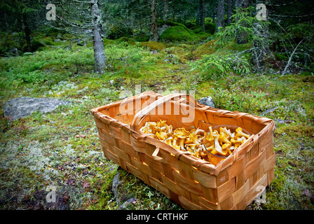 Korb mit wild wachsenden goldenen Pfifferlinge im schwedischen Wald gepflückt Stockfoto