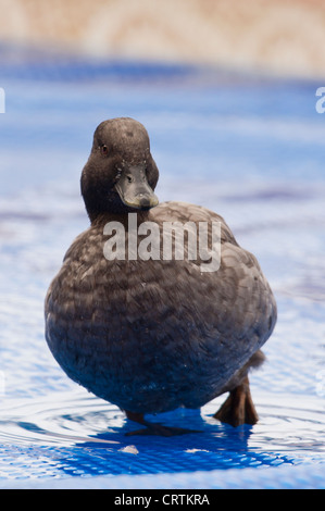 Hausente, zu Fuß über eine Schwimmbadabdeckung Stockfoto