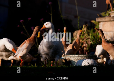 Hausgänse (Anser Anser Domesticus) und Indian Runner Enten Stockfoto