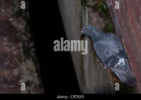 Wilde Taube (Columba Livia) in Dunkelheit, des Priesters Brücke, Barnes, London Stockfoto