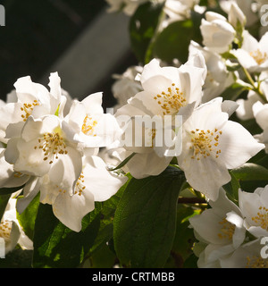 Nahaufnahme des weißen Philadelphus Coronarius Aureus Blumen Mock Orange in Cheshire Garten England Großbritannien UKmock orange Stockfoto