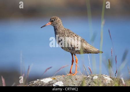 Rotschenkel Tringa Totanus hautnah im Profil auf der isländischen Insel Flatey im Sommer Stockfoto