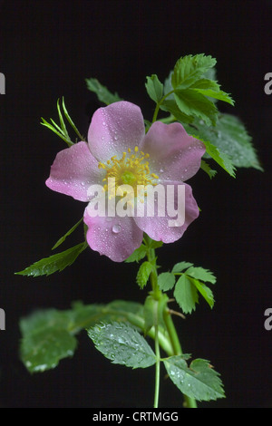 Wild oder Hundsrose Rosa Canina wächst in Hecke Stockfoto