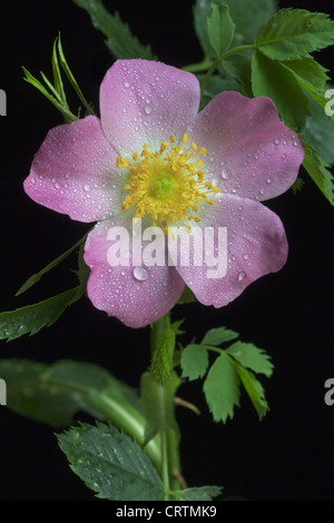 Regentropfen auf Wild oder Hundsrose Rosa Canina wächst in Hecke Stockfoto