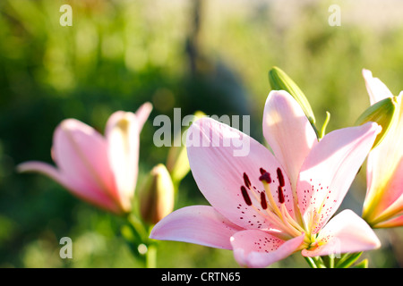 Rosa Lilie hautnah auf einem Hintergrund des Gartens Stockfoto