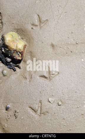 Vogel Fußspuren im nassen sand Stockfoto