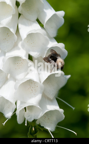 Biene Blütenstaub von weißen Fingerhut Blumen sammeln Stockfoto