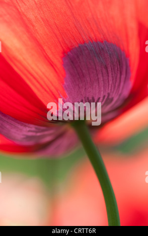 Red Poppy Flower Stockfoto