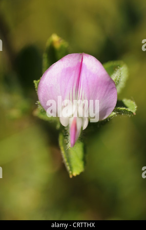 Dornige Rest-Egge Stockfoto