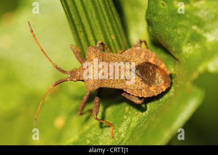 Leder-Fehler Stockfoto