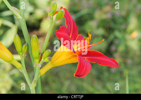 Mehrfarbige lilly Stockfoto