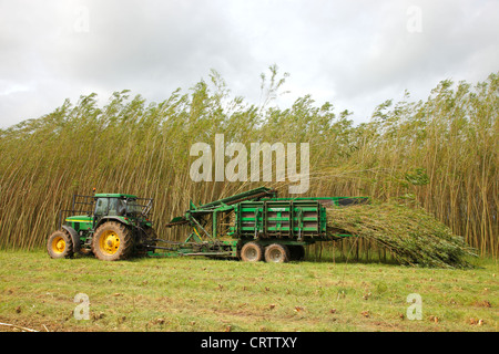 Ernte Willow Niederwald Plantage mit "The Stemster" in der Nähe von Carlisle, Cumbria, England, Vereinigtes Königreich, UK, Brite, GB, Europa Stockfoto