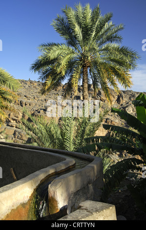 Bewässerungskanal in einer Dattelpalme-Plantage Stockfoto