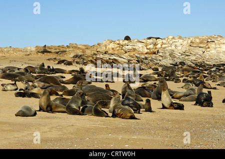 Kap-Seebären (Arctocephalus percivali) Stockfoto