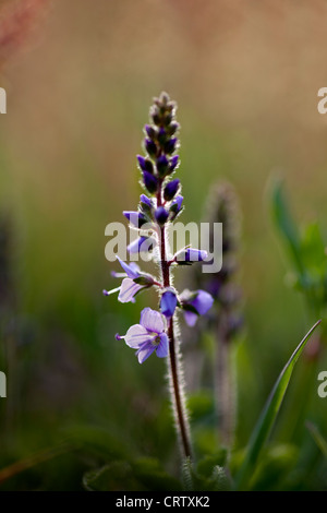 Heide-Ehrenpreis (Veronica Officinalis) in der Abendsonne, unterstützt durch die roten Farben der Sauerampfer. Stockfoto