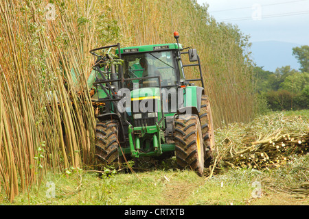 Ernte Willow Niederwald Plantage mit "The Stemster" in der Nähe von Carlisle, Cumbria, England, Vereinigtes Königreich, UK, Brite, GB, Europa Stockfoto