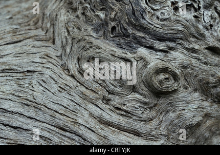 Verwitterter verrotter Abschnitt der Baumstammdetails. Holztextur Nahaufnahme, Knüpfbaum, Knoty organischer Baum abstrakt, abstraktes Knüpfholz, abstraktes Holz. Stockfoto