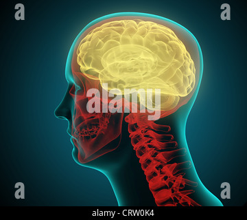 Stilisierte medizinische Illustration eines menschlichen Kopfes Stockfoto