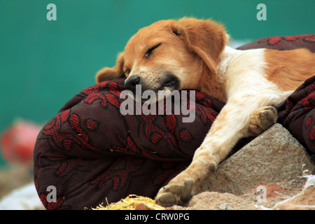 Streunender Hund schlafen auf einem geworfen Weg Teppich in den Straßen in Indien Stockfoto