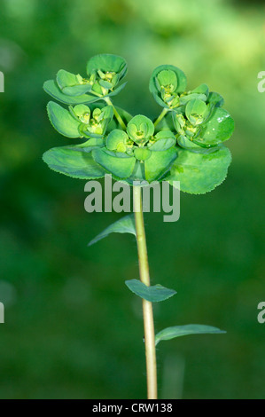 SUN WOLFSMILCH Euphorbia Helioscopia (Euphorbiaceae) Stockfoto