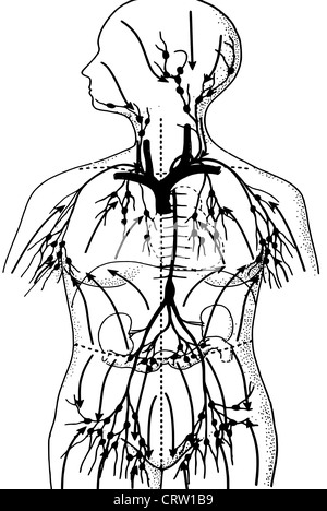 Das lymphatische System beim Menschen Stockfoto