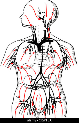Lymphe Stockfoto